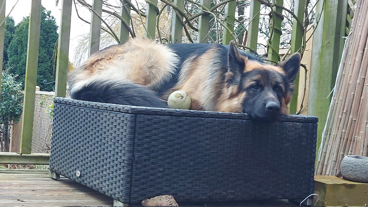 RocksandThor's tweet photo. #Askavet  why can't you buy over the counter pain relief over the weekend without a script. Thor has hurt his paw, not serious enough to go out of hours, but the poor lad would benefit some pain relief. 
If I take him out of hours for a simple anti inflammatory £200!! https://t.co/3SshpYeYJB