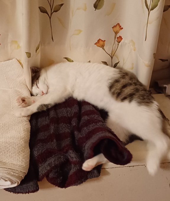 我が家に来て約3ヶ月、びびりで近寄ると逃げる癖に野生を忘れつつあるネコチャン 