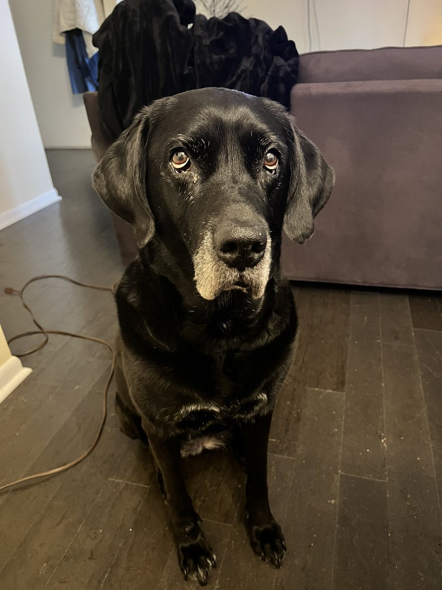 apitzl's tweet photo. My view for 10 solid minutes as I try to drink coffee and wake up. Having a #HouseHorse means never having to do ANYTHING alone. #Labradane #RescueDogs #LittleLena https://t.co/L08WIwIDvA