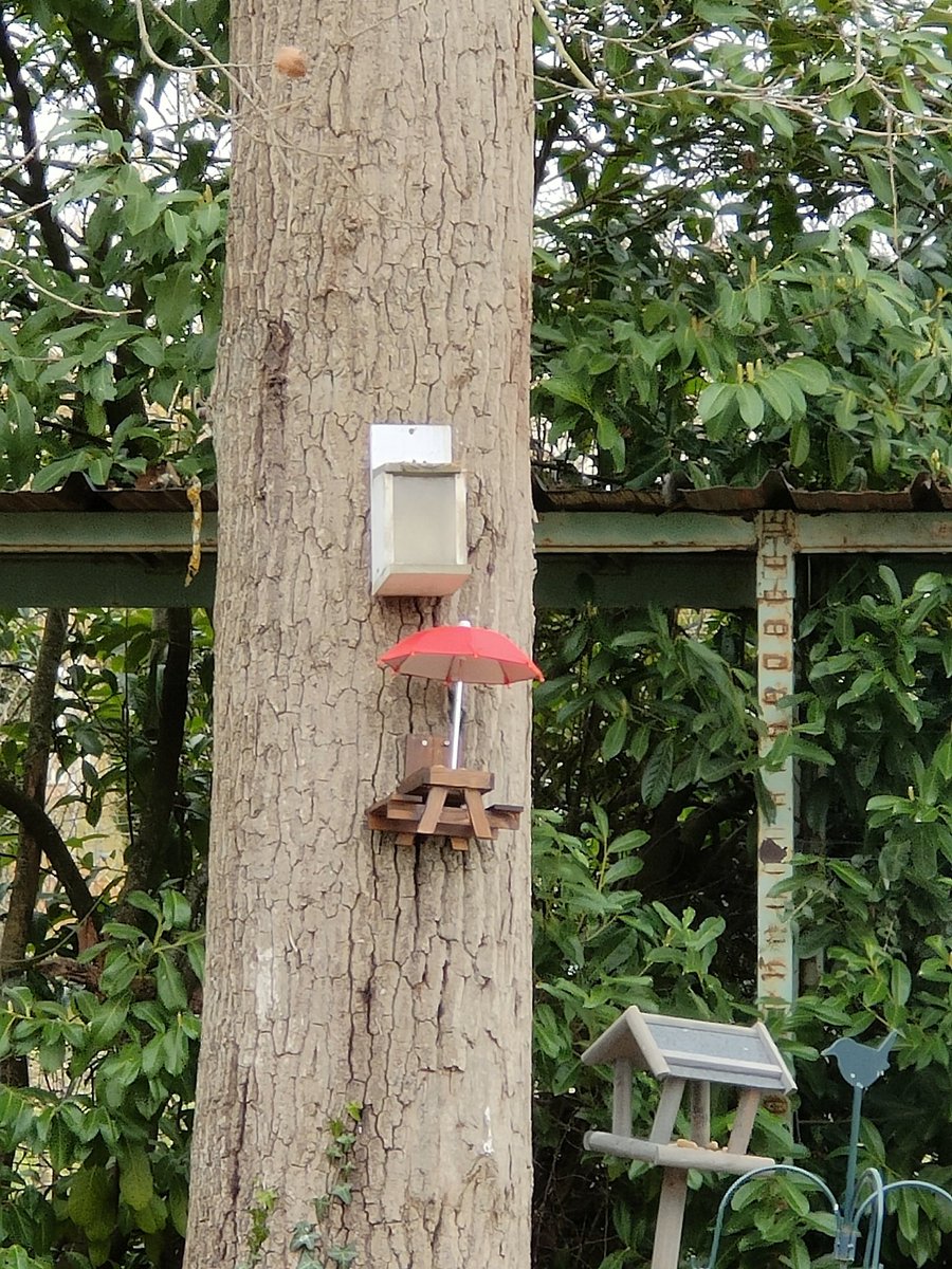VeniseInLove's tweet photo. Installée non sans mal (saleté de clous !)

Il n'y a plus qu'à attendre le verdict pour voir si ça va plaire à ces messieurs dames 🐿️🐿️ mais aussi aux oiseaux qui iront sûrement piquer dedans ! 
#Gaga #Ecureuils #Oiseaux https://t.co/7Krmkt9Hqn