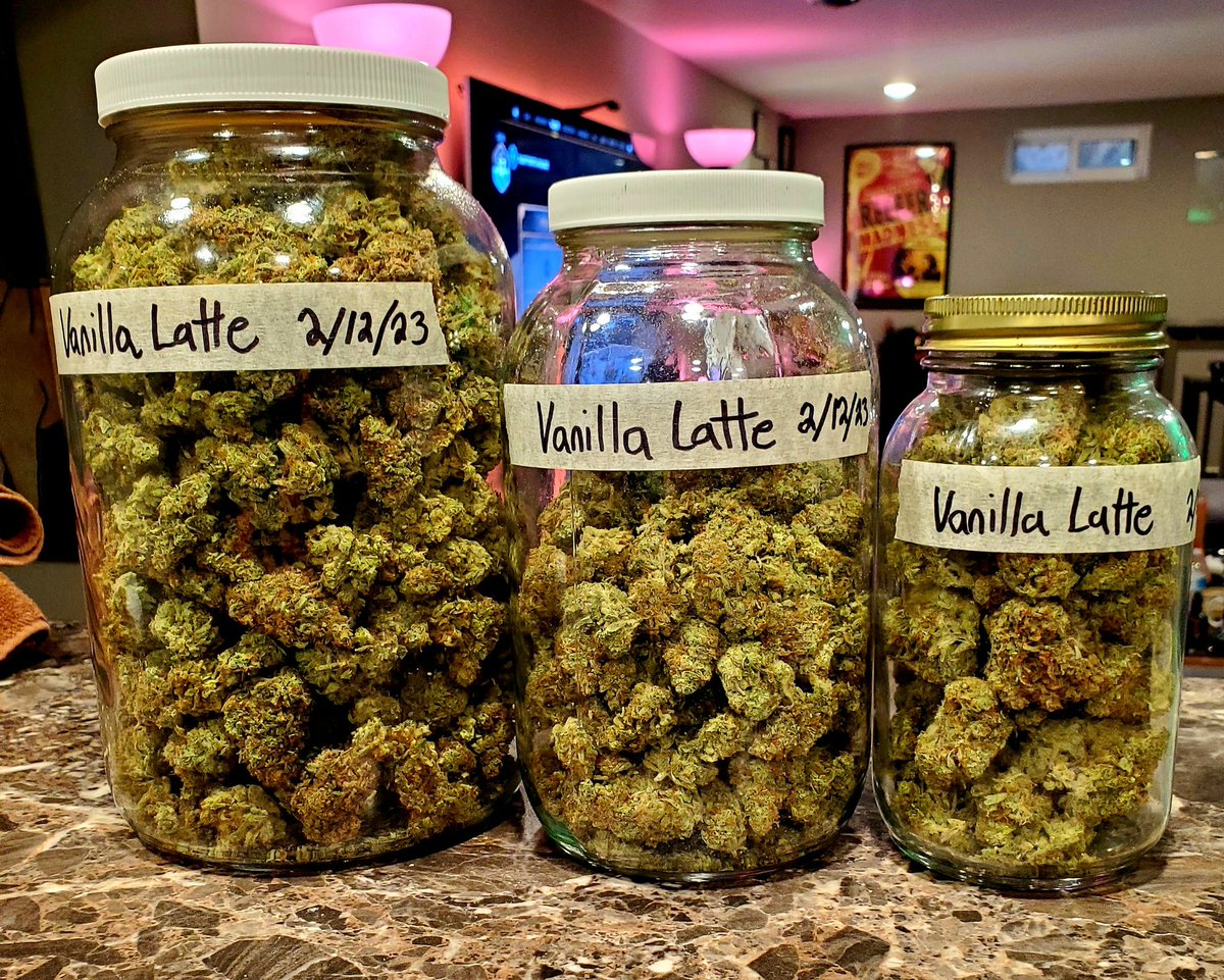medicalgrower42's tweet photo. A cool 353.9 fresh grams of Vanilla Latte, ready to go cure up. 😎 
#HomeGrown #GrowYourOwn #420community #StonerFam https://t.co/nP8sitYhdd