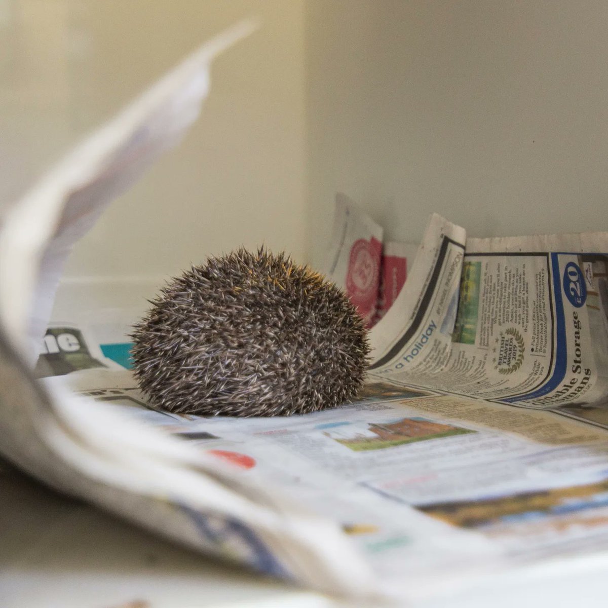 Another busy morning completed of feeding, cleaning, and weighing dozens of #hedgehogs in the #wildlifehospital. We look forward to seeing them be released back to their #naturalhabitats in the coming days and weeks, repopulating the local area.