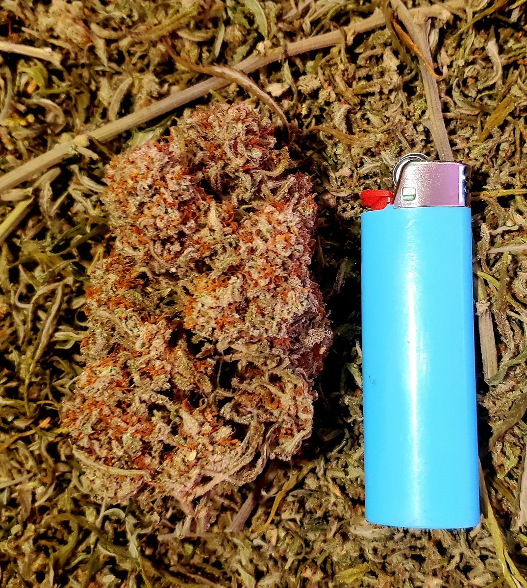 medicalgrower42's tweet photo. Humboldt Vanilla Latte Auto had some massive nugs. Very resinous large buds. Smoking the finger hash now haha.
#HomeGrown #GrowYourOwn #420community #StonerFam https://t.co/RkILt6Vb1L