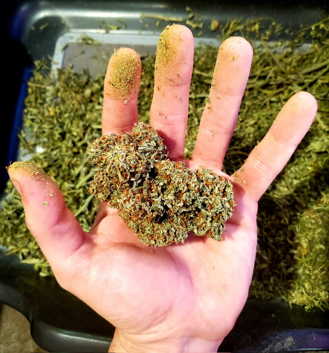 medicalgrower42's tweet photo. Humboldt Vanilla Latte Auto had some massive nugs. Very resinous large buds. Smoking the finger hash now haha.
#HomeGrown #GrowYourOwn #420community #StonerFam https://t.co/RkILt6Vb1L