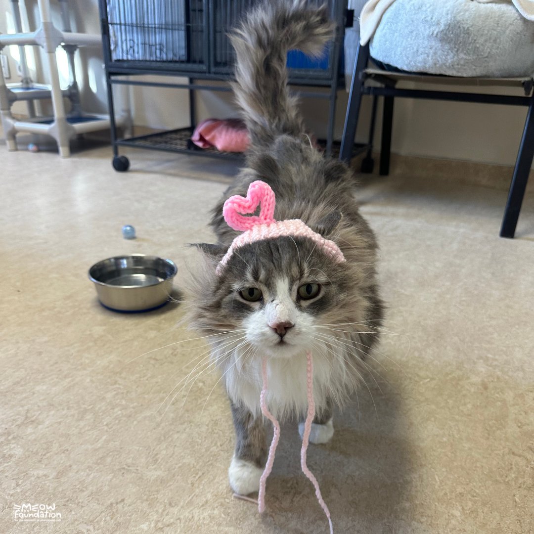 MEOWFoundation's tweet photo. Valentine's Day is almost here! Make sure to show love to your favorite furry friends too! ❤️

Valentine's pet accessories are available at Regal Cat Cafe and MEOW Thrift shop. https://t.co/5gaL4m15EA