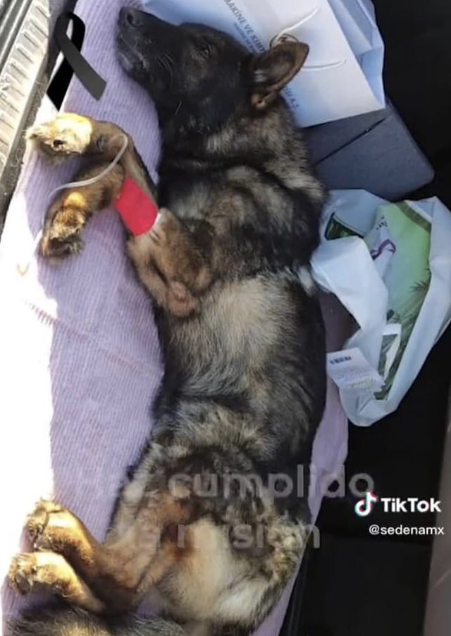 Plu2Desampara2's tweet photo. .@SEDENAmx informó está madrugada la muerte de #Proteo, uno de los perros de busqueda que acompañan a los rescatistas mexicanos en Turquía y Siria.

🐾 Se sabe que el can murió debido a un derrumbe que se presentó durante una misión. 

🫡🐶🇲🇽#HeroeSinCapa #PerrosDeRescate https://t.co/tN2Y7xlc3A