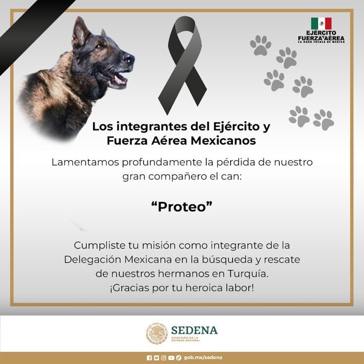 Plu2Desampara2's tweet photo. .@SEDENAmx informó está madrugada la muerte de #Proteo, uno de los perros de busqueda que acompañan a los rescatistas mexicanos en Turquía y Siria.

🐾 Se sabe que el can murió debido a un derrumbe que se presentó durante una misión. 

🫡🐶🇲🇽#HeroeSinCapa #PerrosDeRescate https://t.co/tN2Y7xlc3A