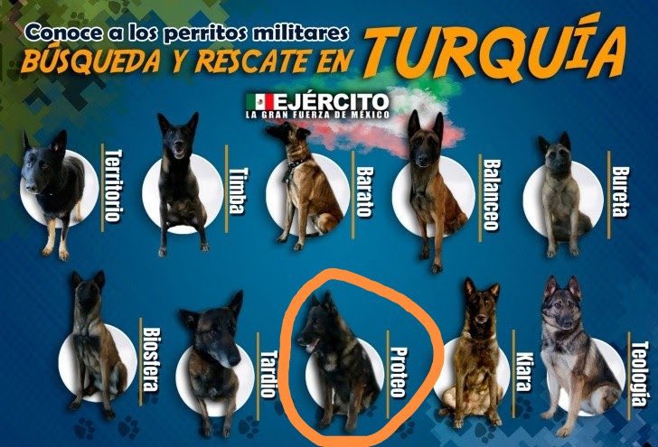 Plu2Desampara2's tweet photo. .@SEDENAmx informó está madrugada la muerte de #Proteo, uno de los perros de busqueda que acompañan a los rescatistas mexicanos en Turquía y Siria.

🐾 Se sabe que el can murió debido a un derrumbe que se presentó durante una misión. 

🫡🐶🇲🇽#HeroeSinCapa #PerrosDeRescate https://t.co/tN2Y7xlc3A