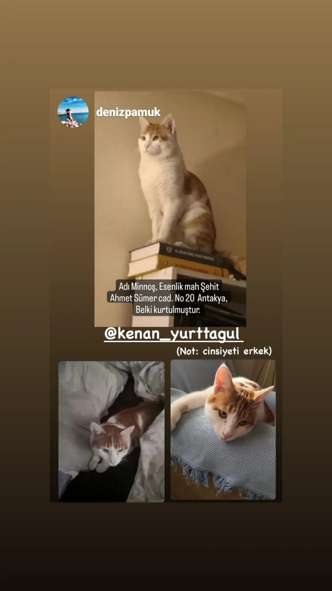 spirituelcat's tweet photo. #kayıpkedi Adı Minnoş. Erkek.  Esenlik mahallesi Şehit Sümer cad. No 20 Antakya, Hatay. 
İletişim Kenan bey 0530 402 35 33 https://t.co/oBBBlq8wvn