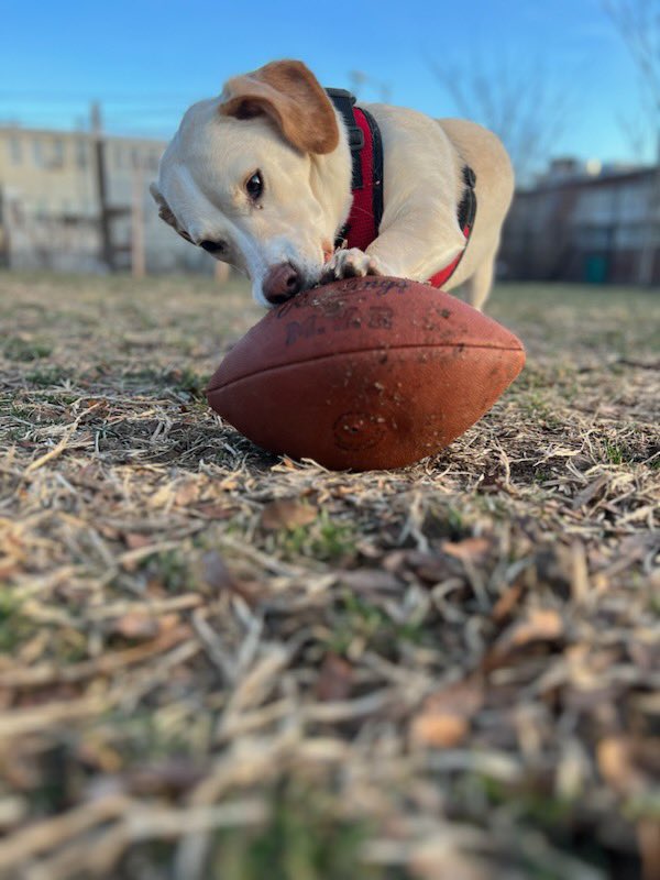 Super Bowl Hildy! #SuperBowl2023 #PuppyBowlXIX #PuppyBowl2023 #PuppyBowl