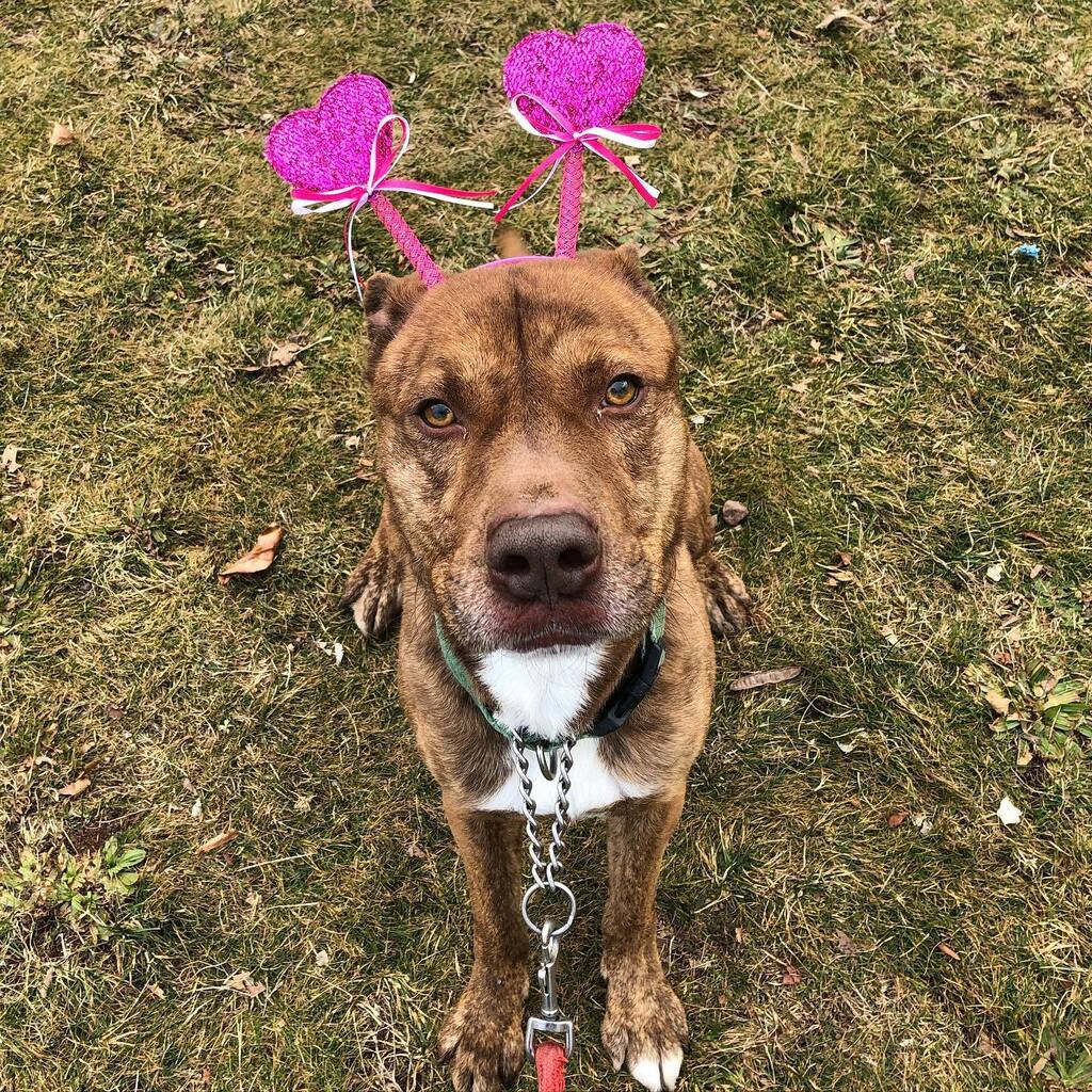 fotnhas's tweet photo. Happy Sunday from adoptable Waffles! Will you be his Valentine? 💖🐶💖 Three-year old #Waffles is a shy but sweet #terriermix with a super-soft coat. He’s the perfect medium size and will make the best #FureverValentine! #adoptme #wafflesthedog #newhave… https://t.co/tUcxkReUCJ https://t.co/S9HHNCphg8