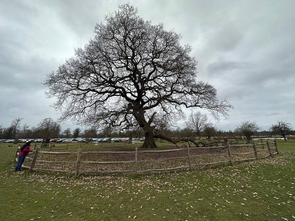Timothy_Hughes's tweet photo. Bushy park #bushypark @theroyalparks #hampton #hamptonhill #teddington #hamptonwick #winter #isspringhereyet #royalpark #royalparks https://t.co/702sKQtvFd https://t.co/nJASWBt2mP