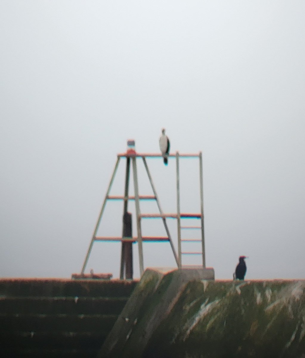 SimonAbel84's tweet photo. Birders of twitter. I need help IDing this bird on my patch. It is with several cormorants and has many features that are similar. Beak is very similar. Looking at books and Internet cormorants don't have such a bright white breast. #patchbirding #BirdTwitter https://t.co/ZN3PoBFdWn