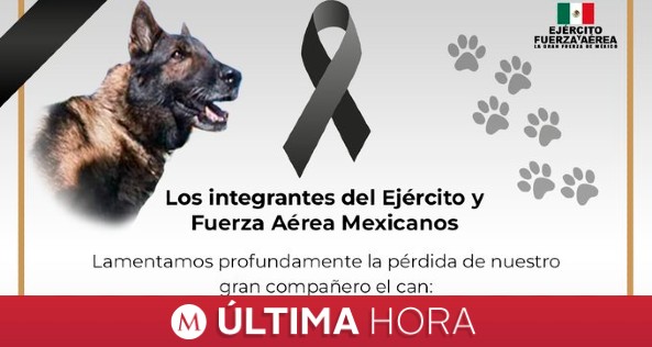 Milenio's tweet photo. 🚨 #ÚLTIMAHORA 🚨

Murió ‘Proteo’, perrito rescatista de Sedena (@SEDENAmx) que ayudaba en #Turquía tras sismo

https://t.co/HAsJIaA2WL https://t.co/9nkzgQIIwi