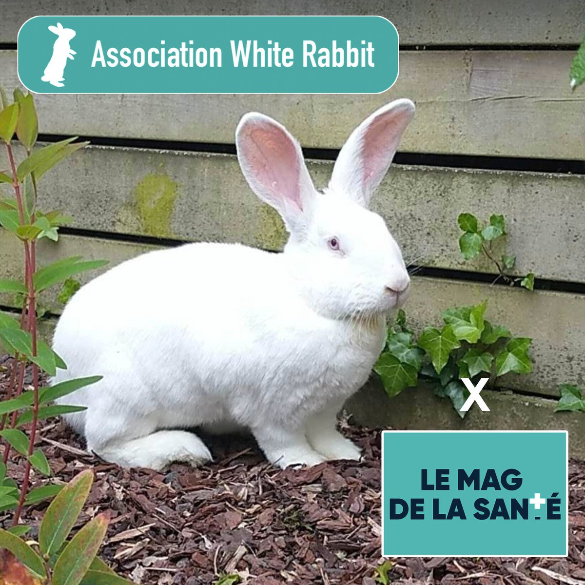 AssoWhiteRabbit's tweet photo. 📺 Retrouvez le beau QI, réhabilité de laboratoire en 2018, mercredi 15/02 à 13h40 dans @LeMagDeLaSante, @Allodocteurs sur France 5 ! https://t.co/JSy4Rb8Qn0