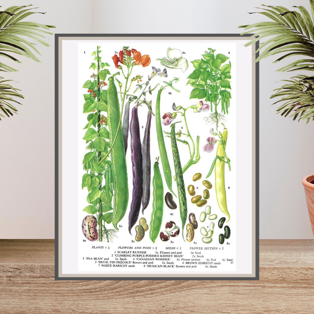 IvyandEva's tweet photo. Excited to share this item from my #etsy shop: Runner Bean, Kidney Bean, Haricot, Pea Pod, Unframed, Vintage Vegetable Print, Botanical Print, Book Page Plate, Food, Kitchen Print https://t.co/RX2ZvugLel
#etsyuk #kitchenprint #kitchendecor https://t.co/mORZnECbaS