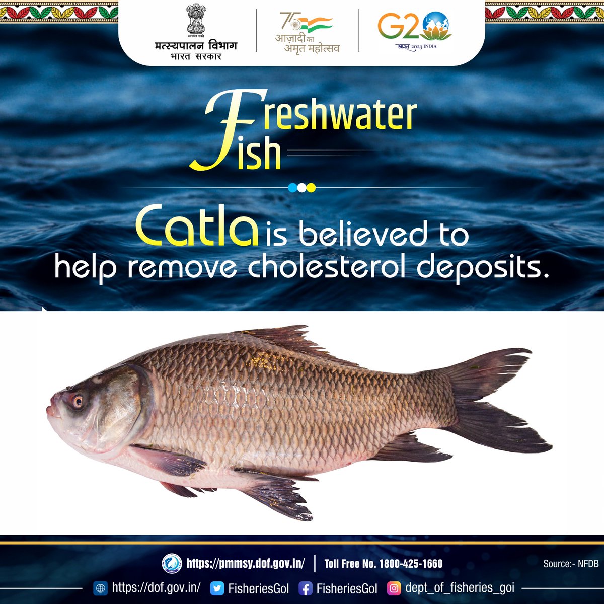 FisheriesGoI's tweet photo. Freshwater fish #Catla has a low fat content it is rich in numerous nutrients such as Zinc, Potassium, Iodine, Vitamins, Selenium and Vitamin A. #DeptofFisheries https://t.co/a1k6q1nKL6