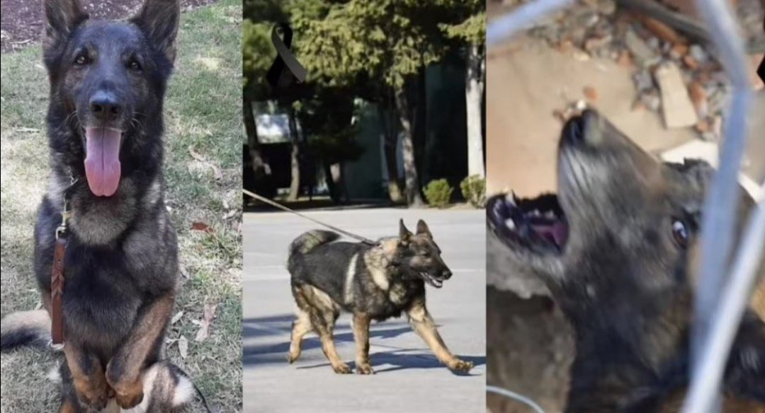 solcugazete's tweet photo. Deprem bölgesindeki enkazlarda görev alması için Meksika'dan Türkiye'ye gönderilen arama-kurtarma köpeği Proteo hayatını kaybetti... https://t.co/gEbl9w5kWu