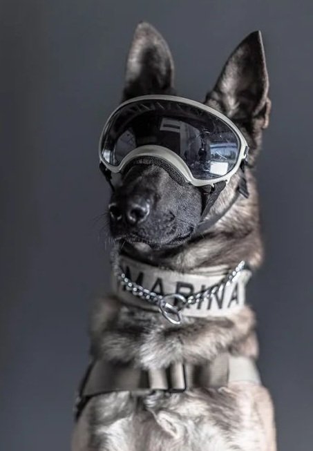 Meksika'dan Türkiye'ye gelen tecrübeli köpeklerden biri olan Proteo enkaz çalışmalarında hayatını kaybetti. 
Güle güle sevgili sessiz dostumuz Proteo seni unutmayacağız!
Yağmacı Bağcılar Uğur Kardaş Depremin 7 Dask Babala TV #TahaDuymazaAcilYardım Ece Üner #KırmızıYelekliler