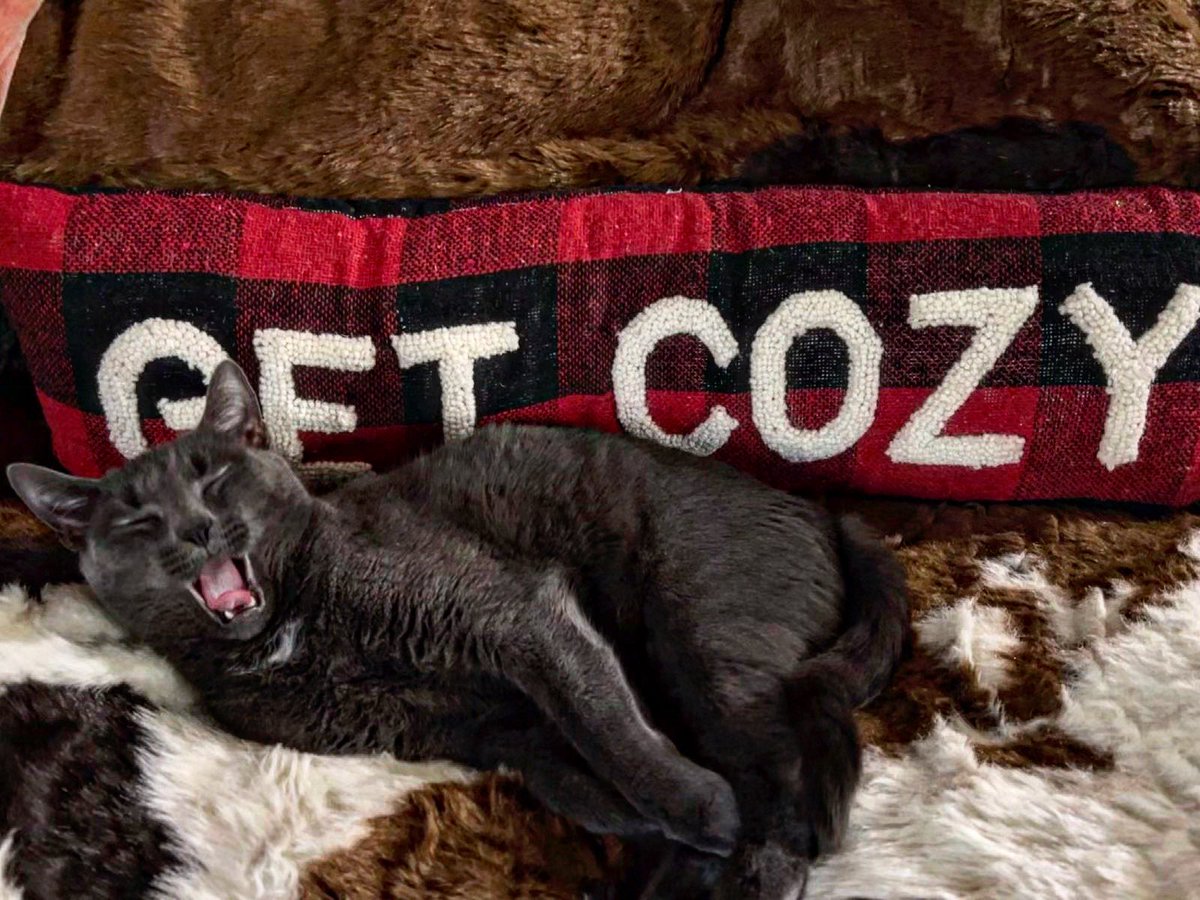 Monica Gibson tweet media