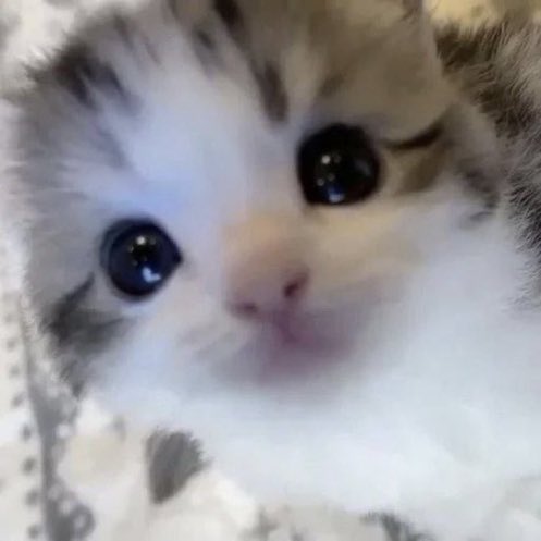 แมวตาแป๋ว <a href="/hbjminx/">เภา</a>