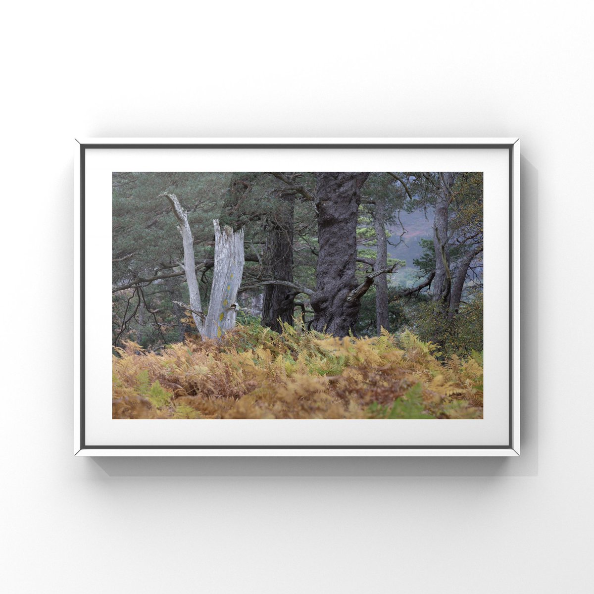 Scottish Pine 

#landscapephotography #photography #secluded #scotland #NFTs #fineart #photographer #justshoot #trending #picoftheday #photooftheday