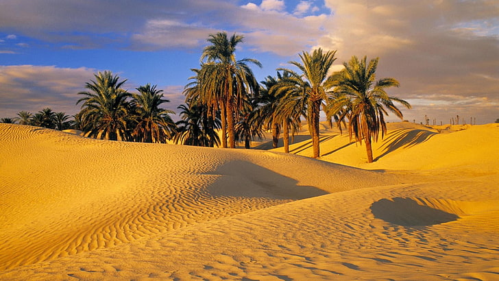 Siddhartha_GSA's tweet photo. Sahara Desert, Tunisia🇹🇳
#desert #sand #dune #sky #sahara #landscape #palm_tree #oasis #nature #africa https://t.co/6cBGHl2wGj