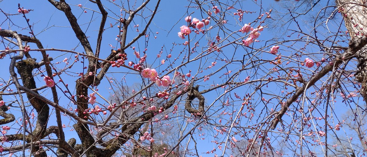 「今日は北野天満宮へ梅を見に。まだ早咲きだけだったけど、立派な枝ぶりと八重の大きな」|かるた🕊Let's Go TOKYO❤のイラスト