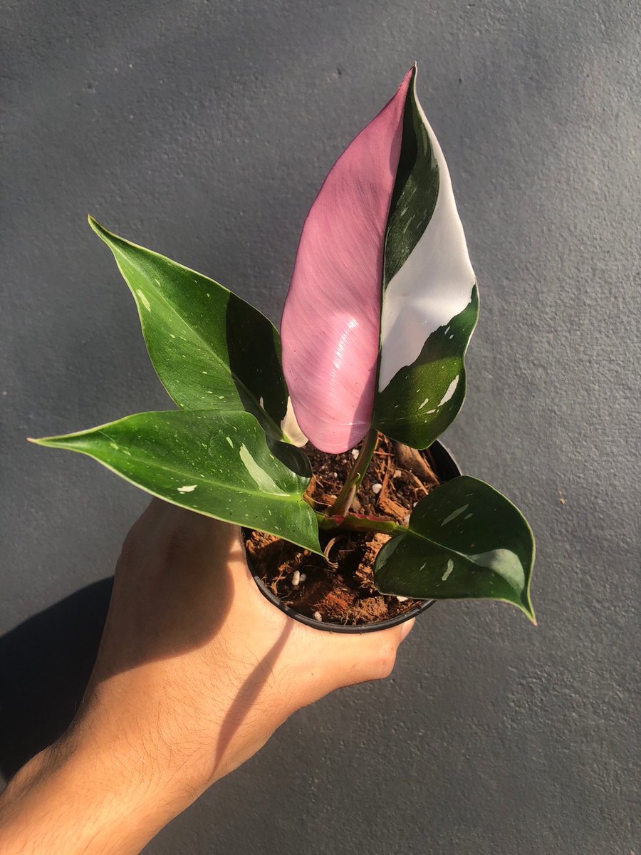 🌱Philodendron White Princess Tricolor with Pink

Tonmong Tonmai 🪴 Rare plants, variegated plants shop 🇹🇭
✈️ Worldwide shipping
 Please  linktr.ee/tonmongtonmai 

#pinkprincess #plants #planttwitter  #rareplants  
#indoorplants #houseplantlover  #plantgarden #gardening #aroid