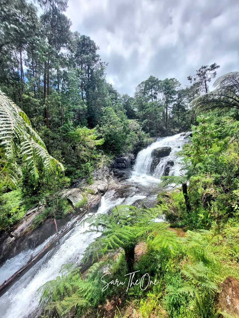 John Saru tweet media