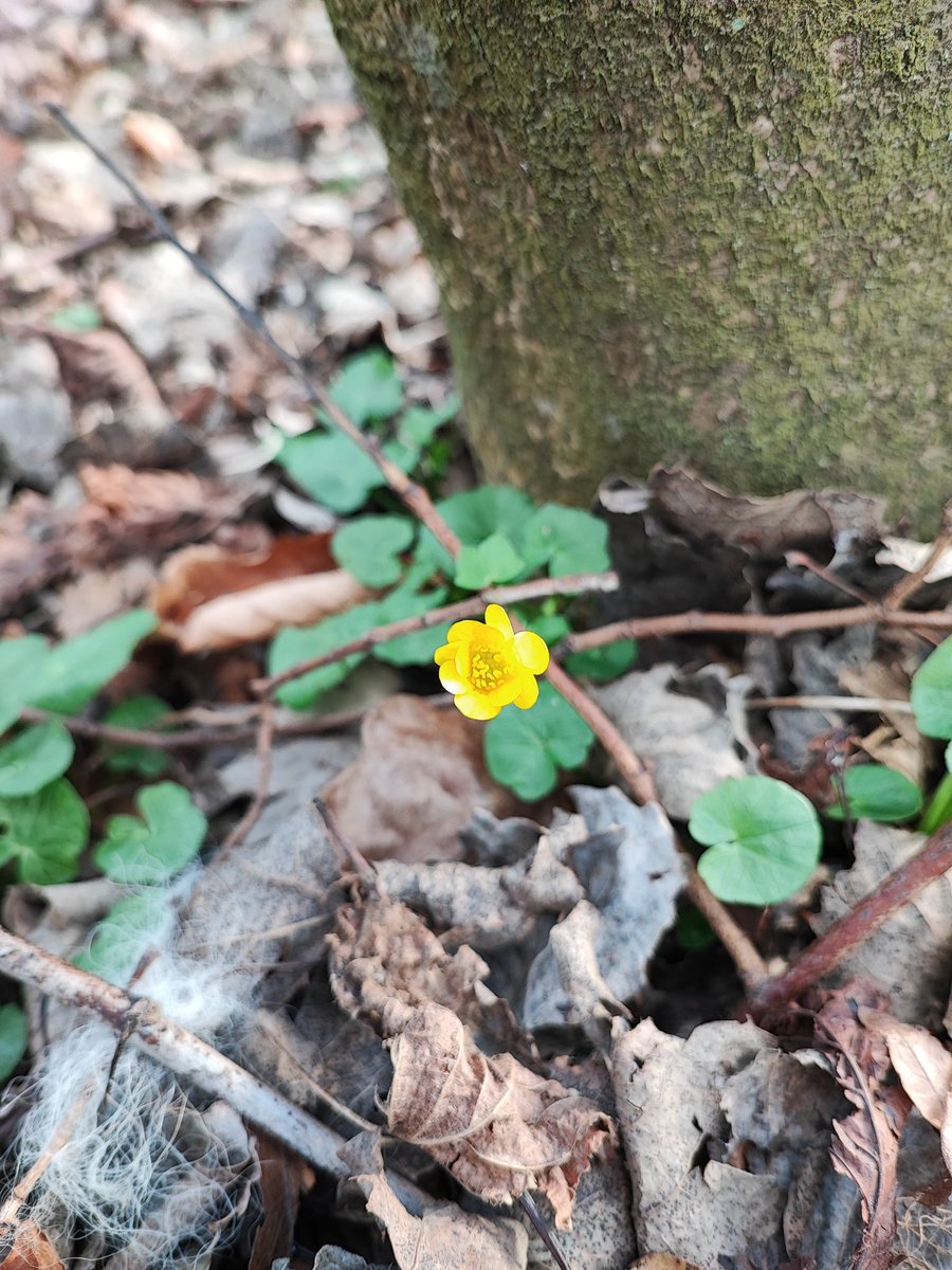 k_daiga's tweet image. Spring time 🌞
#springtime 
#wonderfulnature