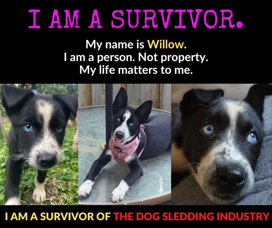 ETDSI's tweet photo. Meet WILLOW! ❤️

#dogsledding #endthedogsleddingindustry #dontgodogsledding #rescuedogs #chenillapoursuite 

https://t.co/DN3VPjpBaq https://t.co/cXOQ0Vxhh0
