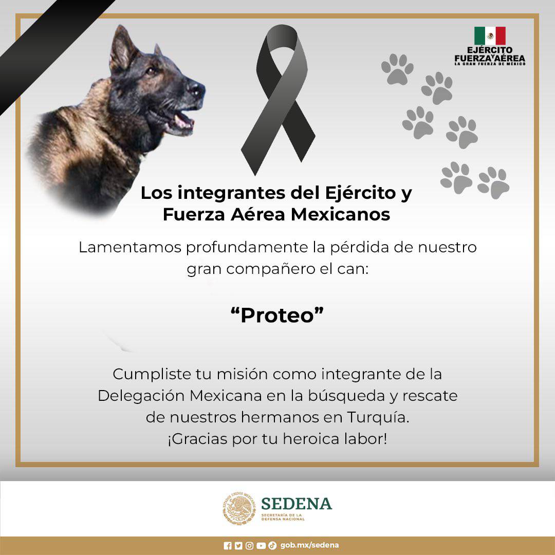 ⚠️Ha fallecido Proteo, el can del ejército de México que ayudo a rescatar a dos personas en el terremoto de Turquia. Lamentamos su deceso y agradecemos al equipo por  su gran labor.