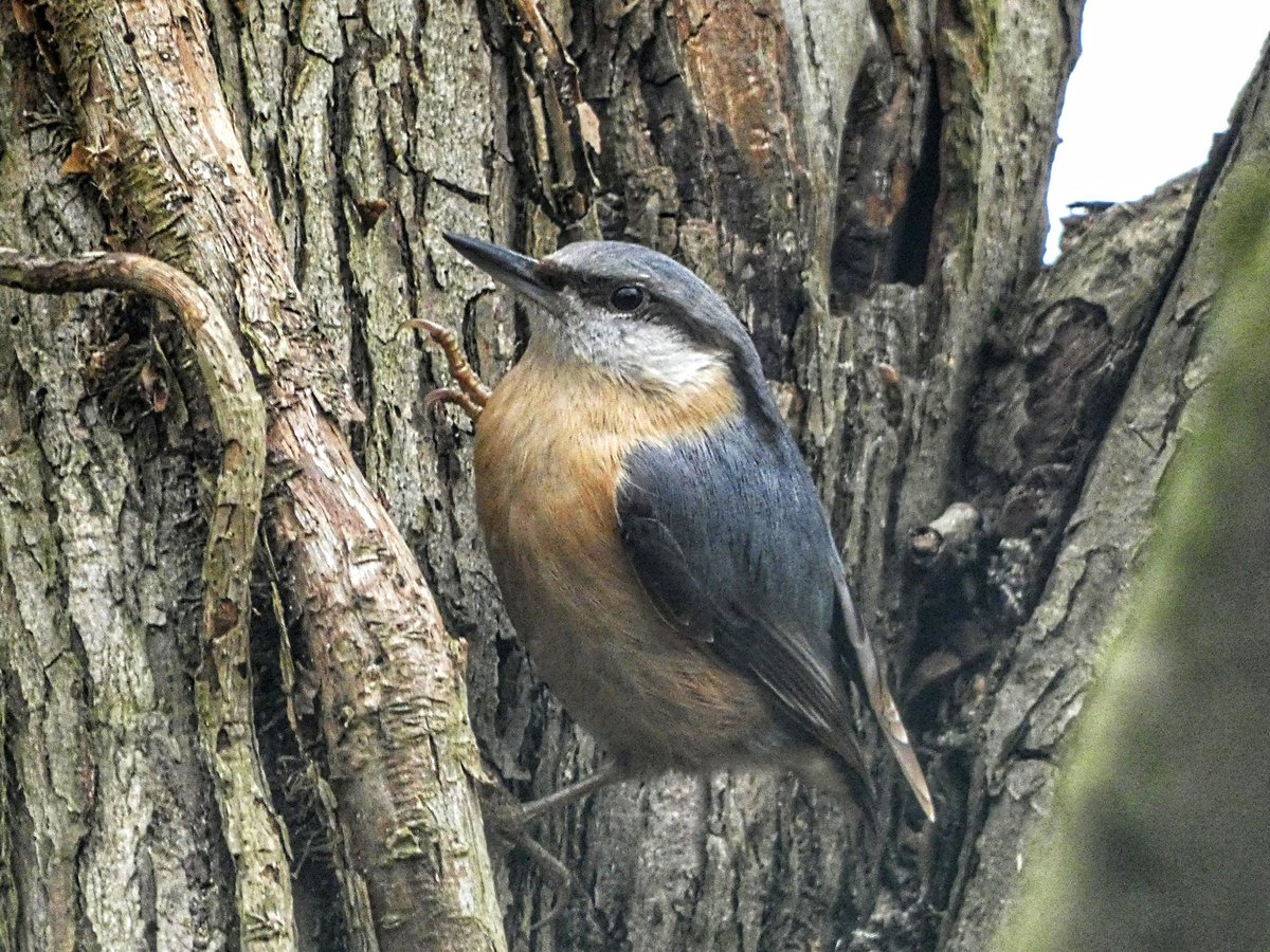 tismenic70's tweet photo. Been for a walk.
Another site yet more Nuthatches!
Common as anything!
#Nuthatch
#TwitterNatureCommunity
#naturephotography
#Langold https://t.co/X231jztbGL