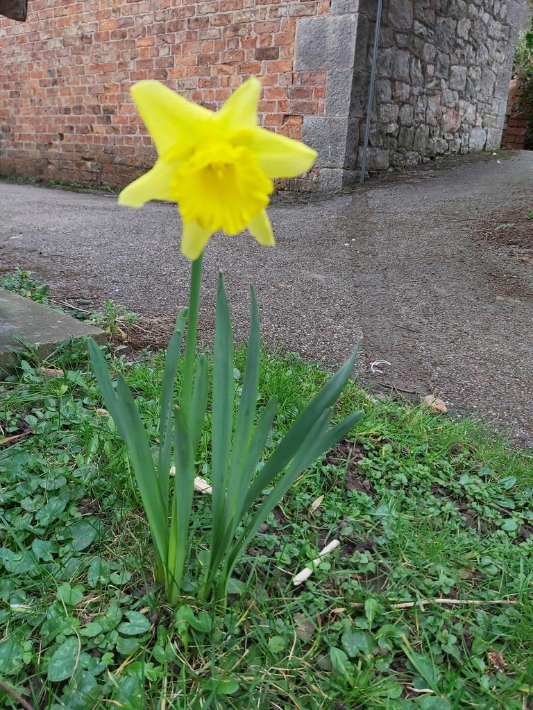 rebeccaBug's tweet photo. We appear to be rushing towards St David's day with the daffodils starting to bloom in the churchyards 
#Spring
#CreationSunday https://t.co/okXyEPrOeo