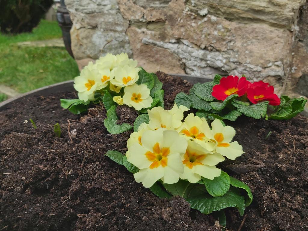 rebeccaBug's tweet photo. We appear to be rushing towards St David's day with the daffodils starting to bloom in the churchyards 
#Spring
#CreationSunday https://t.co/okXyEPrOeo