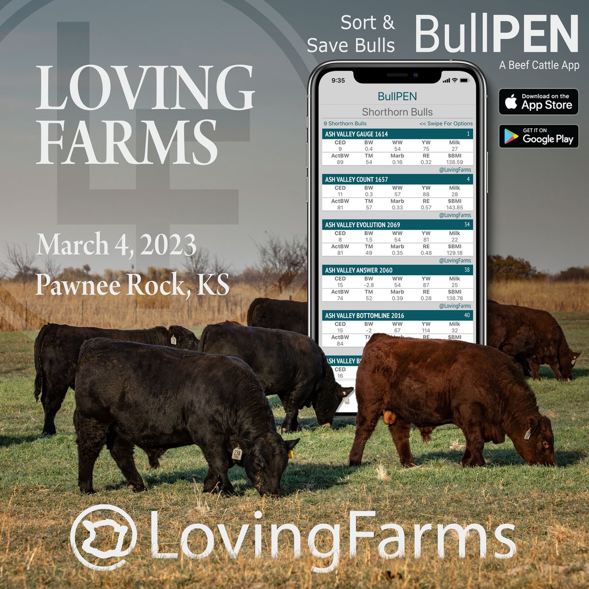 getpenned's tweet photo. Loving Farms Bull Sale 3-4-23 at Pawnee Rock, Ks and on @ccollinsinc see the breed leading genetics on the #BullPENapp => download at https://t.co/OSec4ZsMxn

#lovingfarms #bullsale #livestockauction #agtwitter #agtech #shorthorn #redcattle #blackcattle #heterosis #hybridvigor https://t.co/EbsxvSLQWo