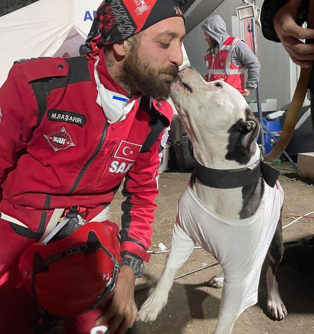 domdyer70's tweet photo. 🐾Leo is a Pit Bull. From the BodrumSAR team that reached Hatay first and managed to save a person after 135 hours... 👏 #TurkishEarthquake https://t.co/rcXSUPqDJy