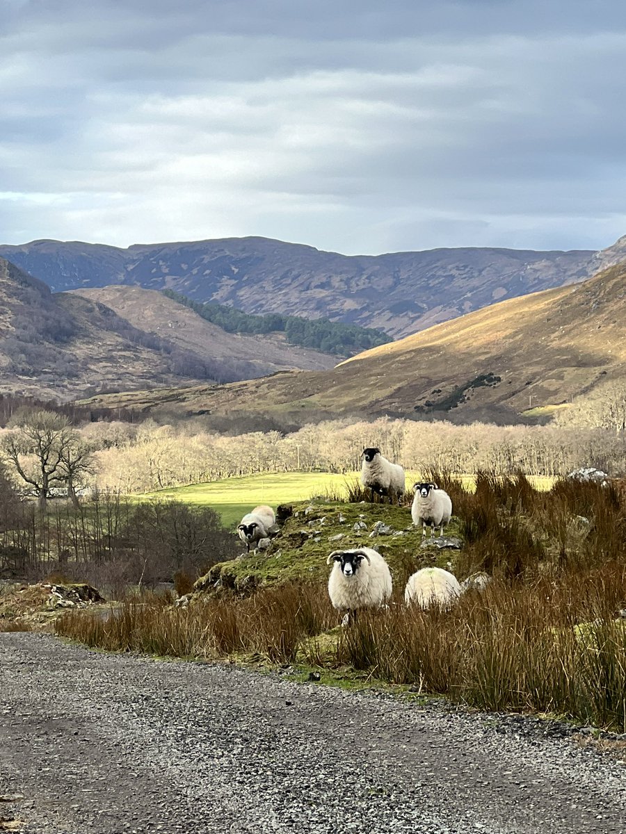 vickiClark74's tweet photo. Say cheese.
Sheep, Highland cows, deer and an eagle.
Busy busy out on the trail today https://t.co/oGgsK6tK35