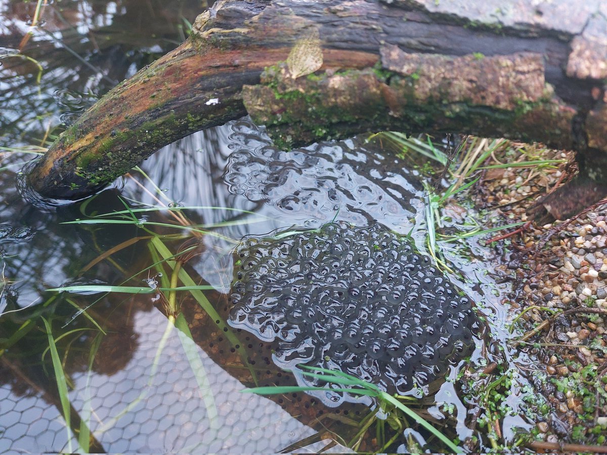 Great to find so much frogspawn in my little pond today. Only established two years ago so must be doing something right #frogspawn #wildlife <a href="/WTWales/">Wildlife Trusts Wales</a>