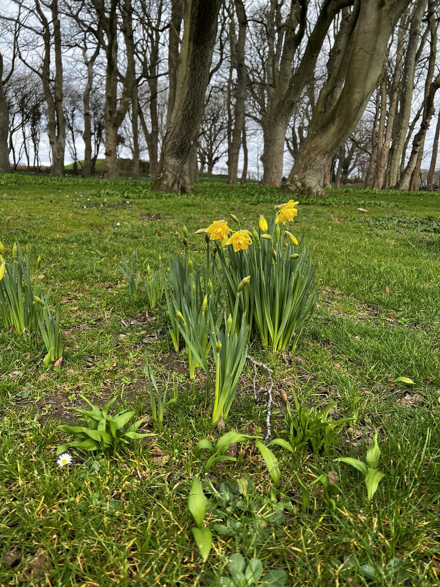 DebCheadle's tweet photo. @AnnWilliams6 …and I’ve found one in ours 🌼 https://t.co/9xd5XLH687