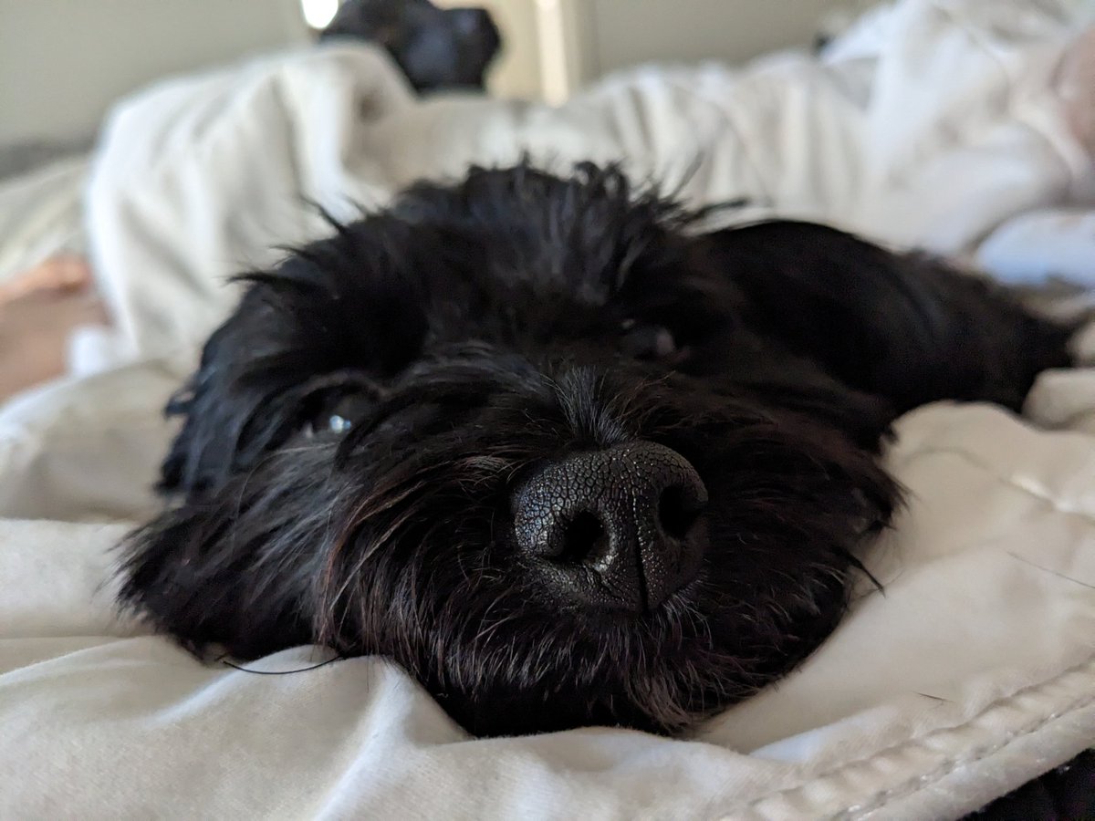 David Goldman tweet media