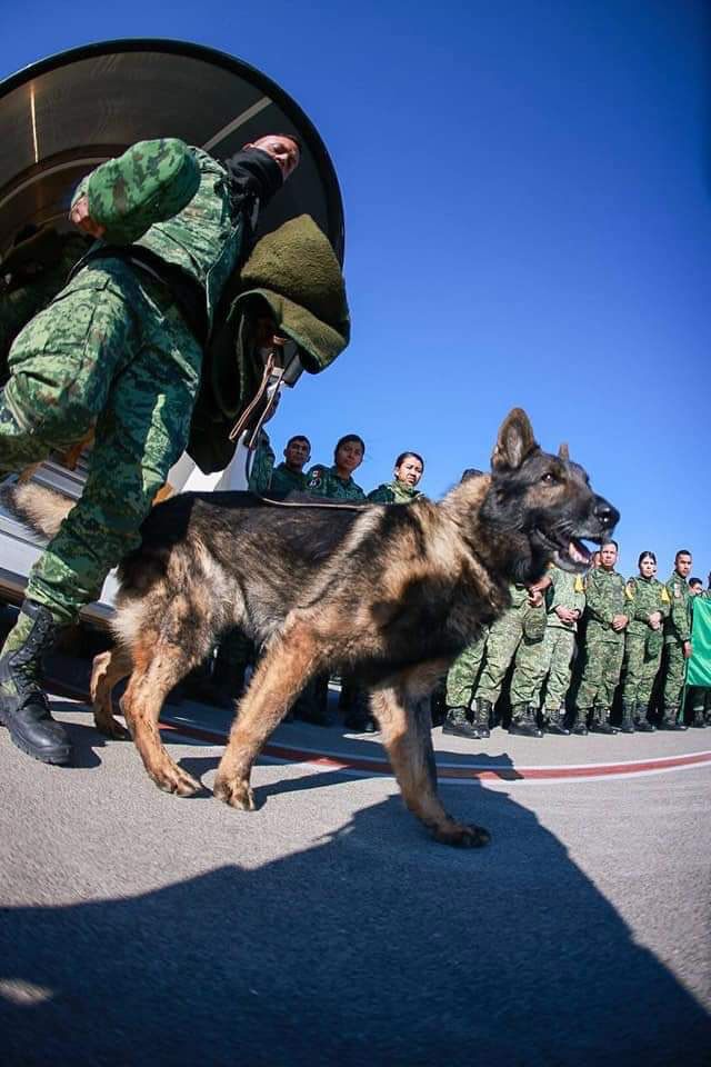 lasillarota's tweet photo. #QEPD Muere perro rescatista del Ejército mexicano en #Turquía, se llamaba Proteo  https://t.co/fhuyvGmDdA https://t.co/it6VaSXjcz