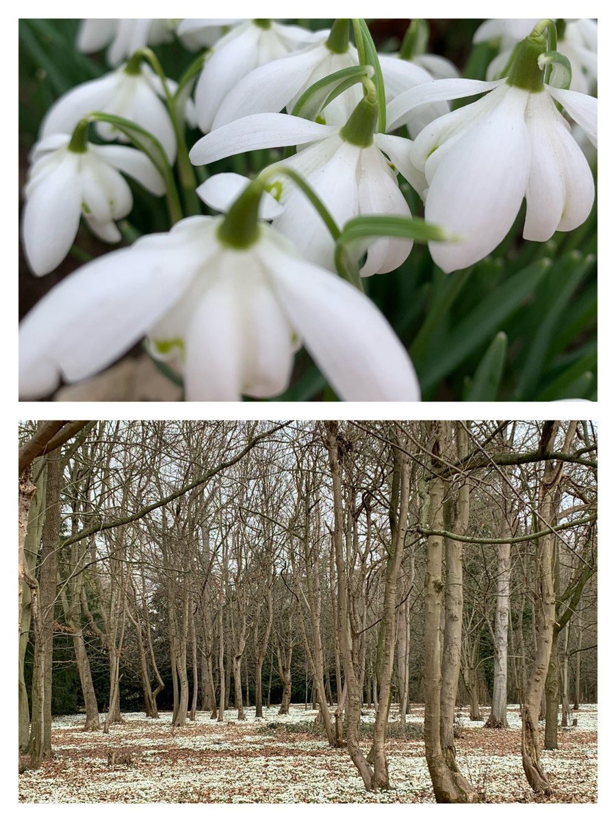 evmoregirl's tweet photo. Iโve wanted to do the @AttinghamParkNT @nationaltrust walk for soooooo long
Today was the day! #birthdayweekend treat
Such a lovely walk in the fresh air
Signs thatโฆ
SPRING
is
on
the
way x๐ https://t.co/iU4cy4WLry