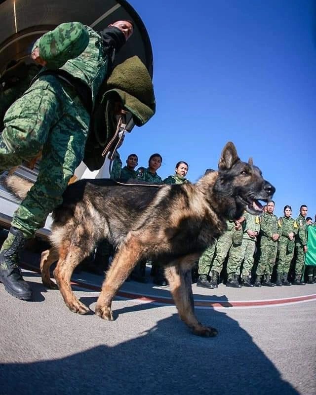 ¡TE FUISTE COMO UN HÉROE SOLDADO! 🥺🫡🇲🇽

La SEDENA anunció que Proteo, uno de los perros rescatistas mexicanos que fue enviado a Turquia, falleció mientras realizaba busqueda de sobrevivientes

Dos personas fueron encontradas con vida entre los escombros gracias a él