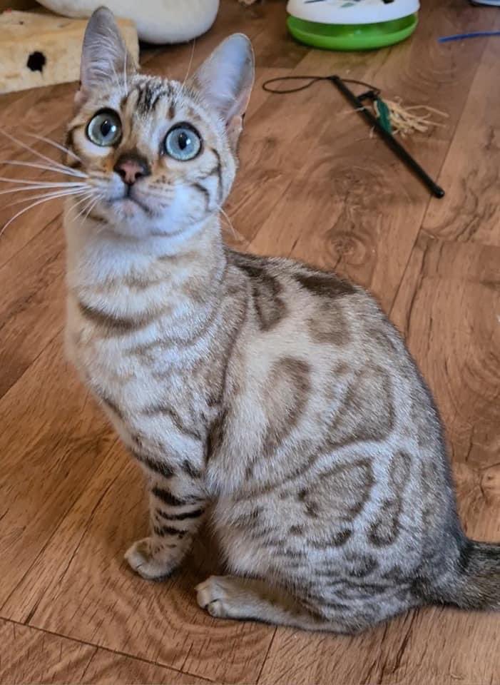 Please meet our new family member! Athena our new snow mink Bengal kitten.