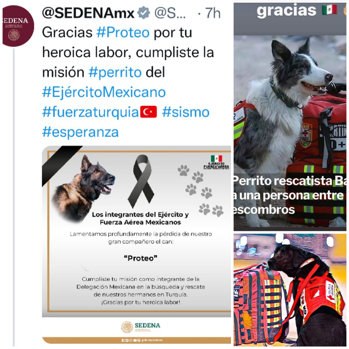 azulmavi2021's tweet photo. En honor a otros héroes que ponen su granito de arena, gracias Proteo por tu gran labor 🙏🏻🤍💙🐶🇹🇷🇲🇽
#fuerzaturquia #Proteo
#PrayForTürkiye
#PrayForSiria
#EnTuUnidas https://t.co/O58qNpYWBp