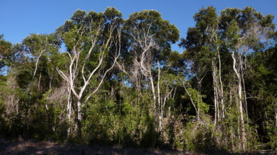 unredd's tweet photo. Granted formal rights to their ancestral lands in Brazil’s Atlantic Forest, #IndigenousPeoples have stemmed #forest loss and improved #tree cover, a new study finds

https://t.co/WGEDgLHBZy 

#BetterWithForests🌲🌲🌲 https://t.co/OaDdGa57L7