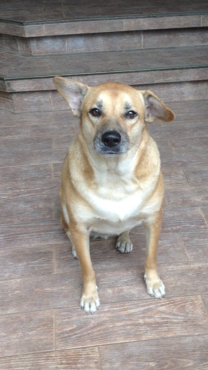 kurtosisss's tweet photo. Rest in peace, Homer. 

14 years of being a bundle of joy who never failed to make me laugh or smile. Thank you for everything.

Enjoy dog heaven with your sister Marge and your kuya Kobe. 💙 https://t.co/jwcrTOlSZw