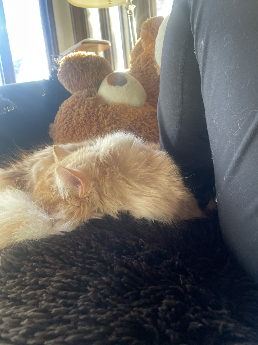 sophiakb_writes's tweet photo. A rare sighting of cat-near-lap. My foot fell asleep but I couldnโt move until he did. One step closer to my Cat-lap goal.
#writingwithcats #siberiancats #amwriting #catchildren #catlover #writingcommunity #amquerying https://t.co/qXwgQ1PapF